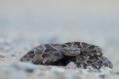 Pampas Lancehead photo 2