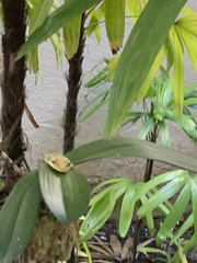 Osteopilus septentrionalis