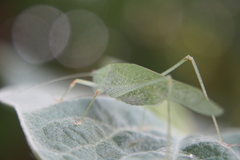 Phaneroptera