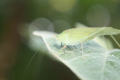 Phaneroptera