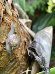 Sheldoniinae