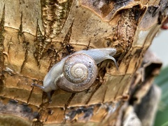 Sheldoniinae