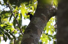 Dryocopus hodgei