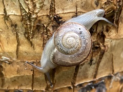 Sheldoniinae