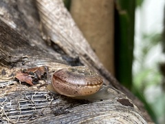 Sheldoniinae