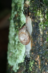 Sheldoniinae