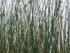Spartonoica maluroides