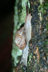 Sheldoniinae