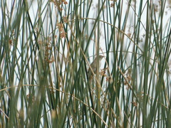 Spartonoica maluroides