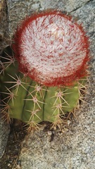 Melocactus stramineus