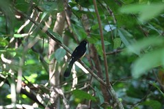 Copsychus albiventris