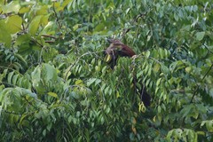 Centropus andamanensis