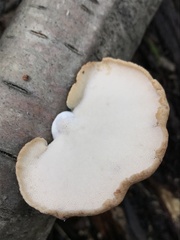 Polyporus gayanus