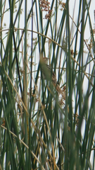 Spartonoica maluroides