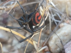 Latrodectus renivulvatus