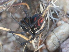 Latrodectus renivulvatus