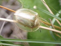 Aspidimorpha palleago