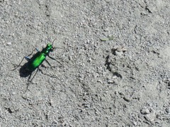 Cicindela denikei