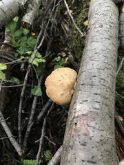 Polyporus gayanus