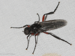 Bibio pomonae