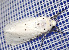 Alpenus