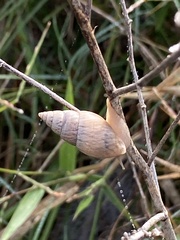 Bulimulus bonariensis image