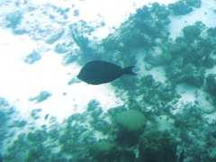Acanthurus