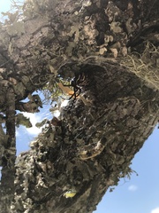 Latrodectus variolus