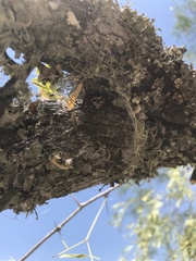Latrodectus variolus