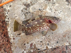 Epinephelus adscensionis