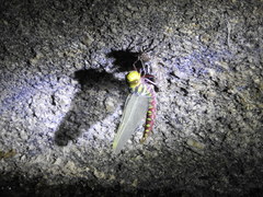 Castoraeschna decurvata