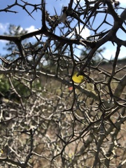 Crataegus michauxii