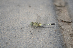 Diplacodes trivialis