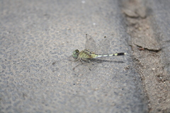 Diplacodes trivialis