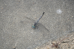 Diplacodes trivialis