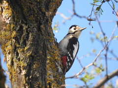 Dendrocopos syriacus