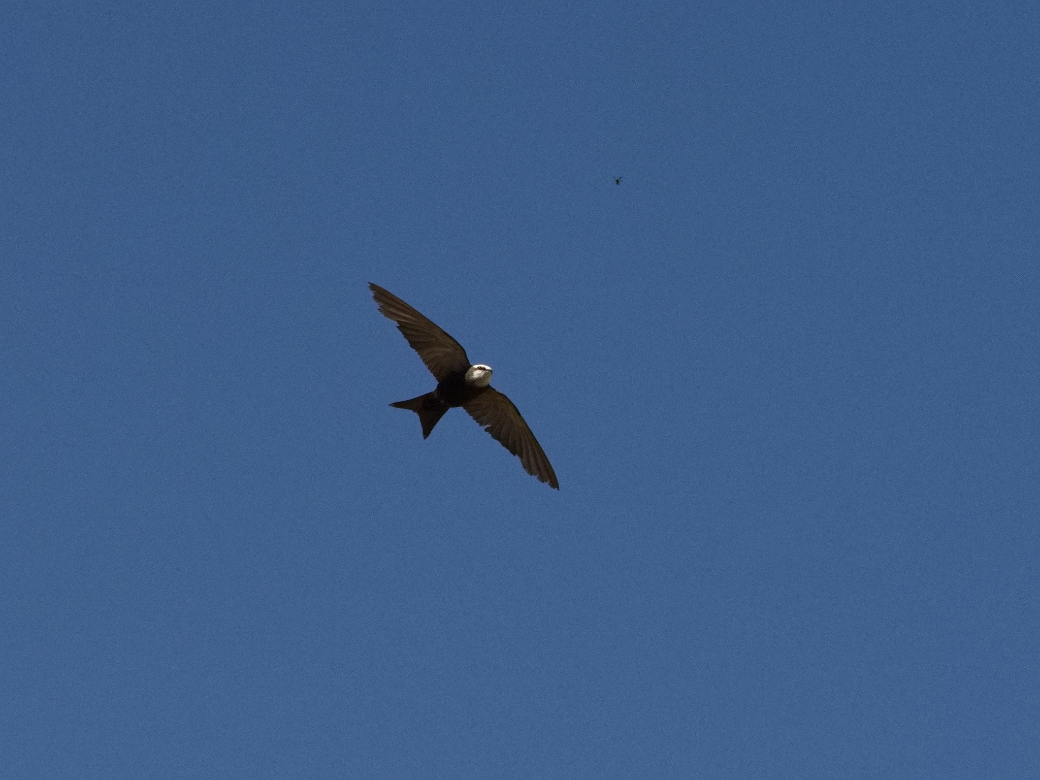 White-headed Saw-wing (Psalidoprocne albiceps), photo 7