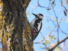 Dendrocopos syriacus
