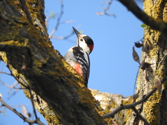 Dendrocopos syriacus