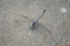 Diplacodes trivialis