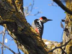Dendrocopos syriacus