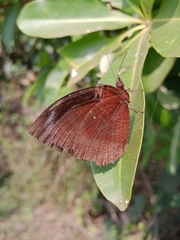 Elymnias hypermnestra