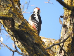 Dendrocopos syriacus