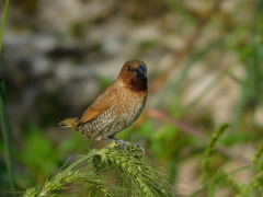 Lonchura punctulata