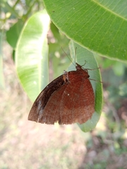 Elymnias hypermnestra