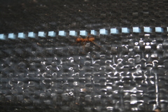 Oecophylla smaragdina