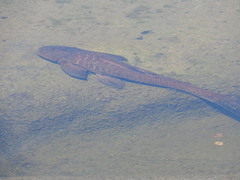 Hypostomus cordovae