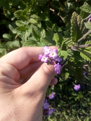 Lantana fucata