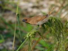 Lonchura punctulata