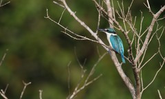 Todiramphus chloris davisoni